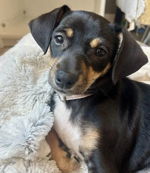 A baby small-sized female Dachshund dog named Paprika for adoption in Evergreen, CO
