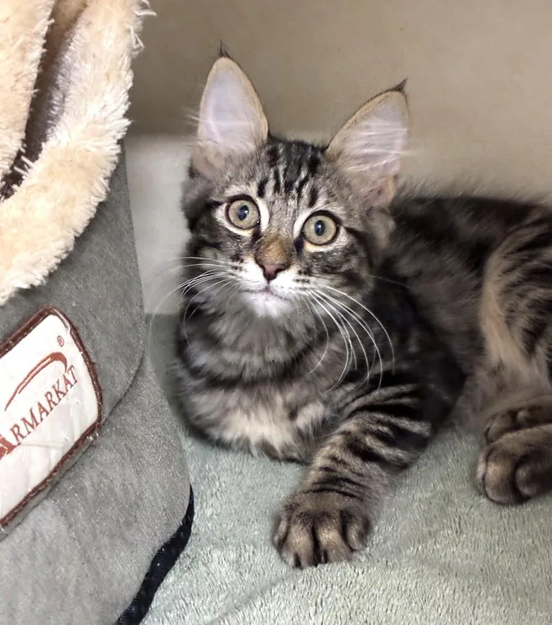 A baby medium-sized female Domestic Medium Hair cat named Lincoln for adoption in Elmsford, NY