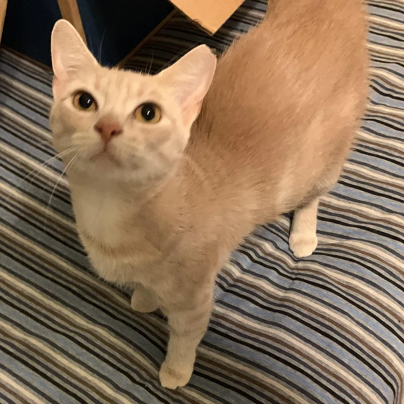 A young medium-sized female Cream / Ivory Domestic Short Hair cat named Myrtle for adoption in Columbus , OH