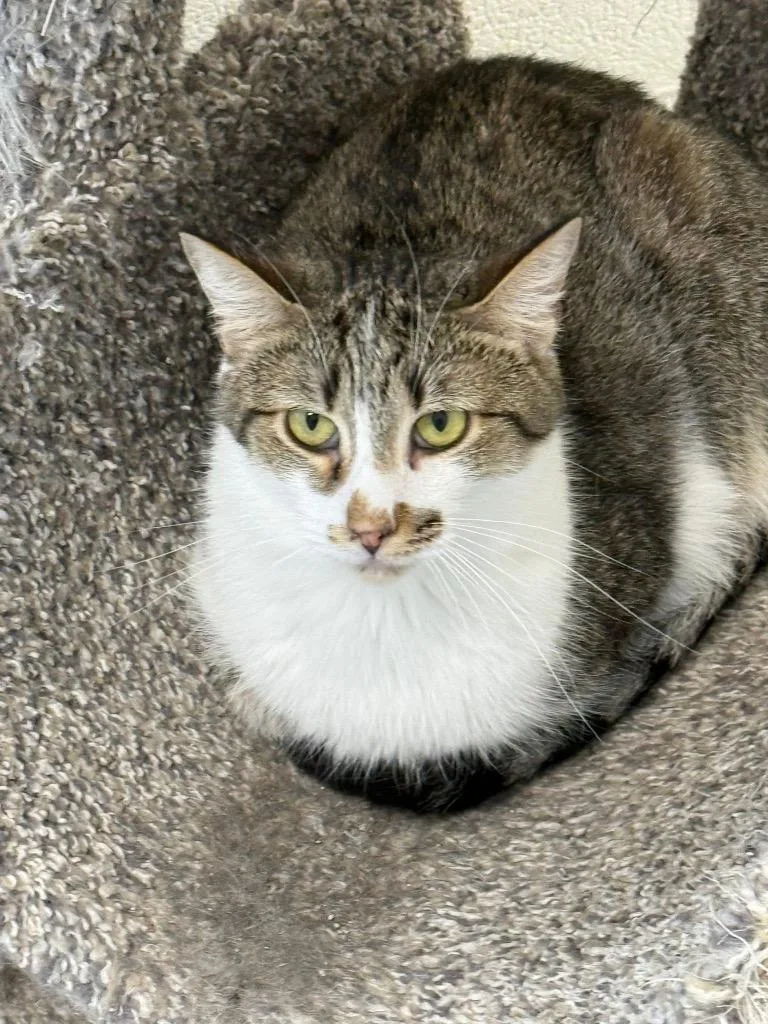 An adult small-sized male Domestic Short Hair cat named Ren for adoption in Dalton, GA