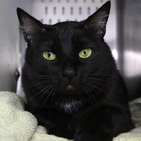 An adult small-sized male Black Domestic Short Hair cat named Arthur for adoption in Hopkinton, MA