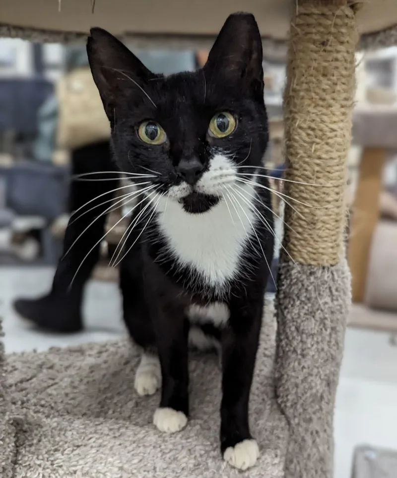 Princess Leia thumbnail 2