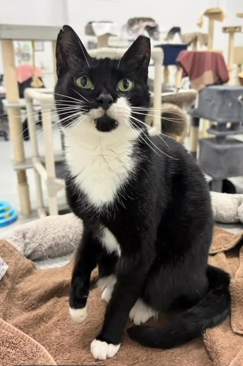 Princess Leia thumbnail 3