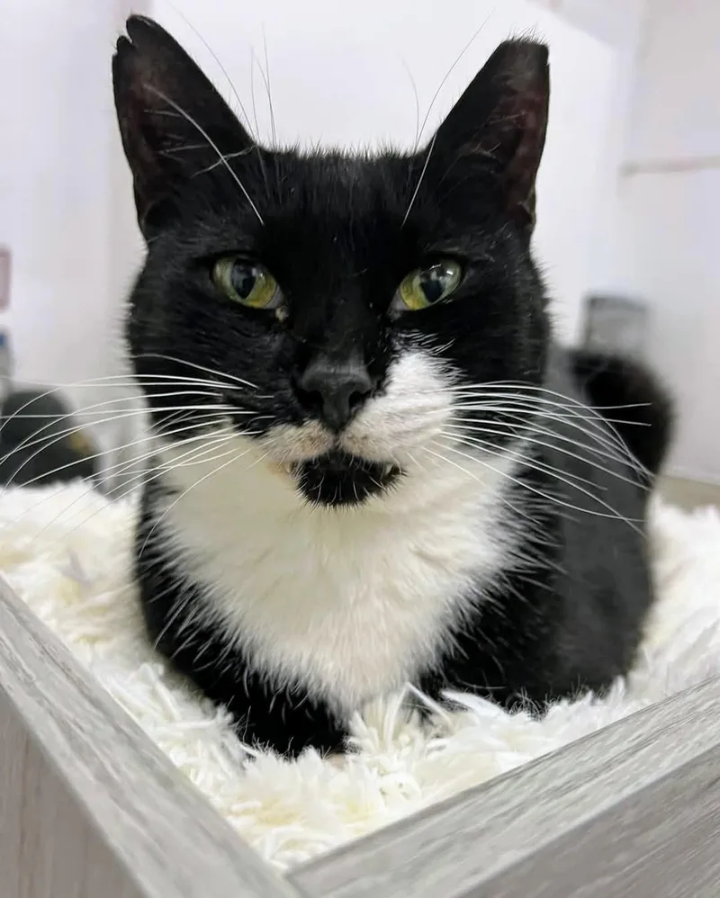 Princess Leia thumbnail 4