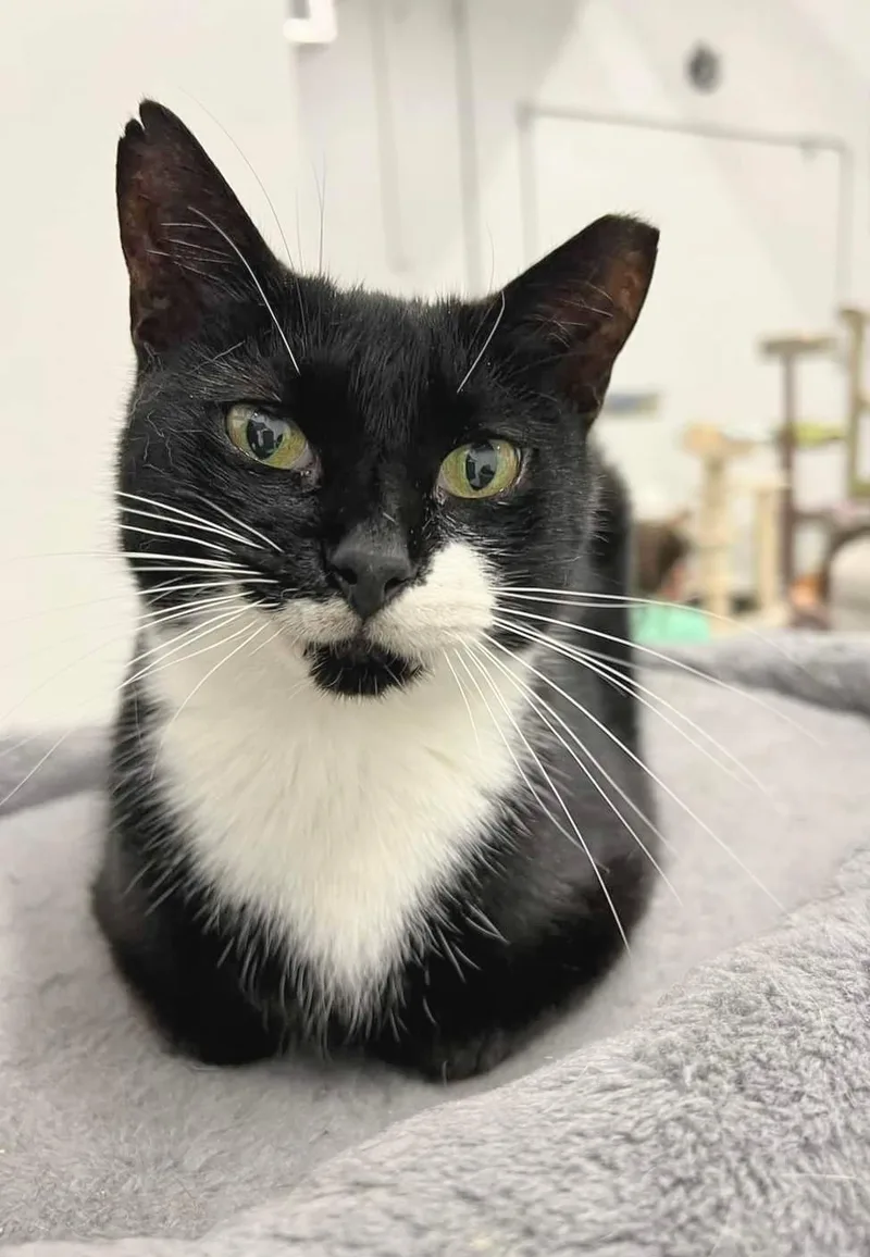 Princess Leia thumbnail 5