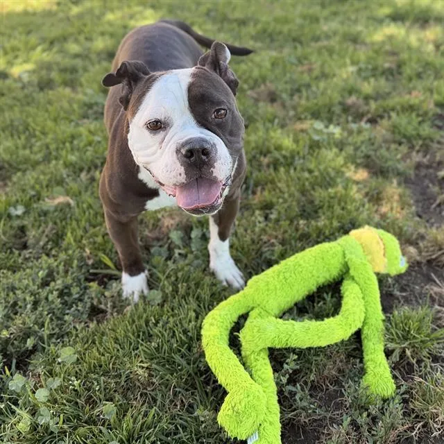 An adult medium-sized female American Bulldog dog named Ivy for adoption in Modesto, CA