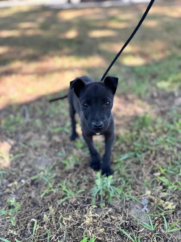 A baby small-sized male Black Chihuahua dog named Clyde for adoption in Aiken, SC