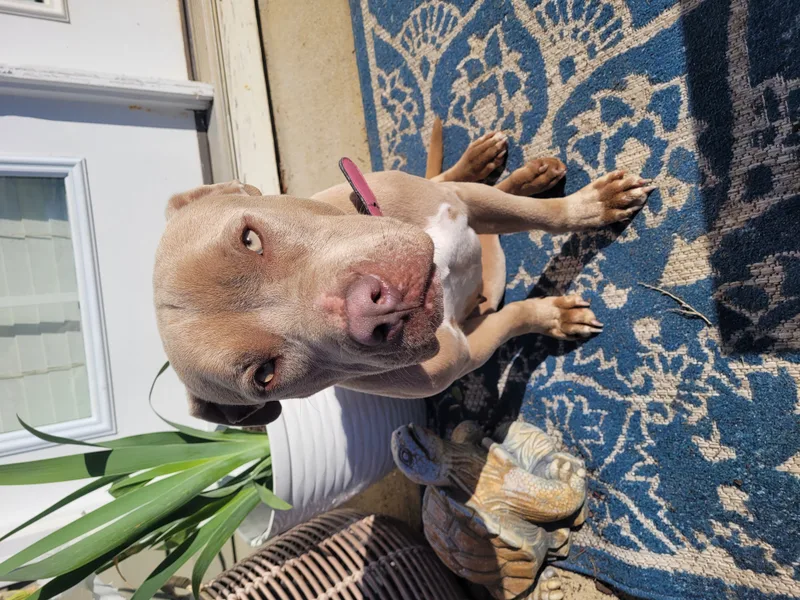 Courtesy Listing Honey thumbnail 2