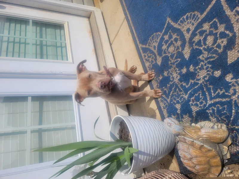 Courtesy Listing Honey