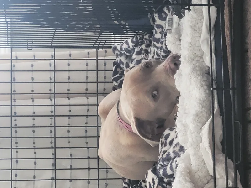 Courtesy Listing Honey thumbnail 3