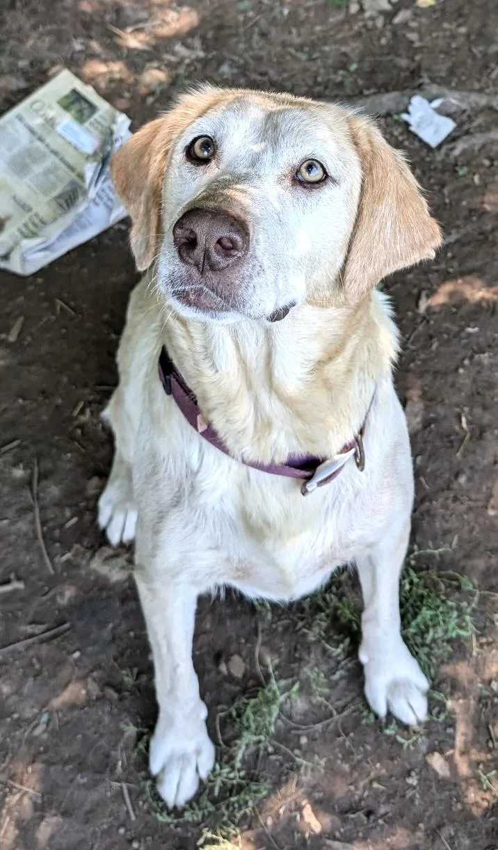 An adult large-sized female Yellow / Tan / Blond / Fawn Yellow Labrador Retriever dog named Lily Momma Evergreen for adoption in Andover, MA
