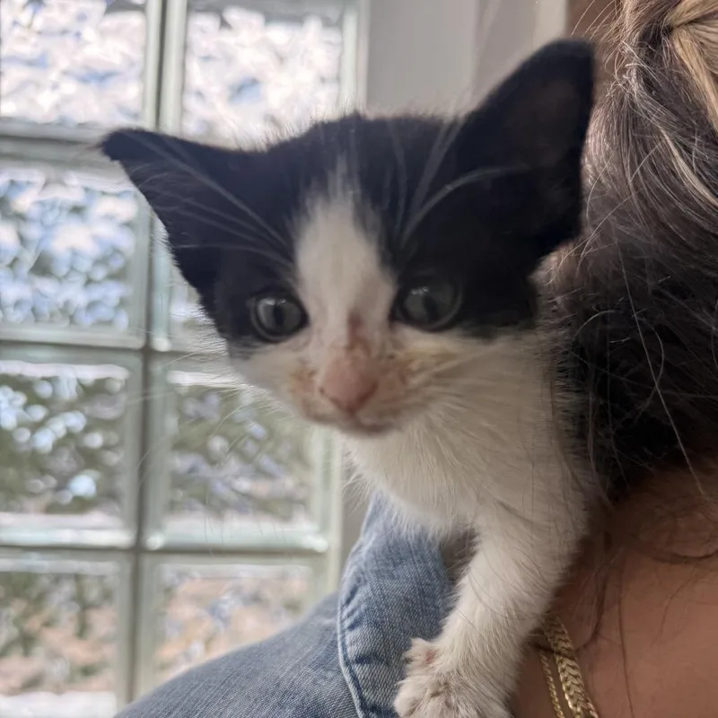 A baby small-sized female Black Domestic Short Hair cat named Peppy for adoption in New Port Richey, FL