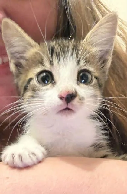 A baby medium-sized male Domestic Short Hair cat named Lord Herringbone Mittens for adoption in Savannah, GA