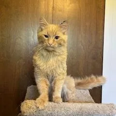 A young medium-sized male Buff / Tan / Fawn Domestic Long Hair cat named Simon for adoption in Clawson, MI