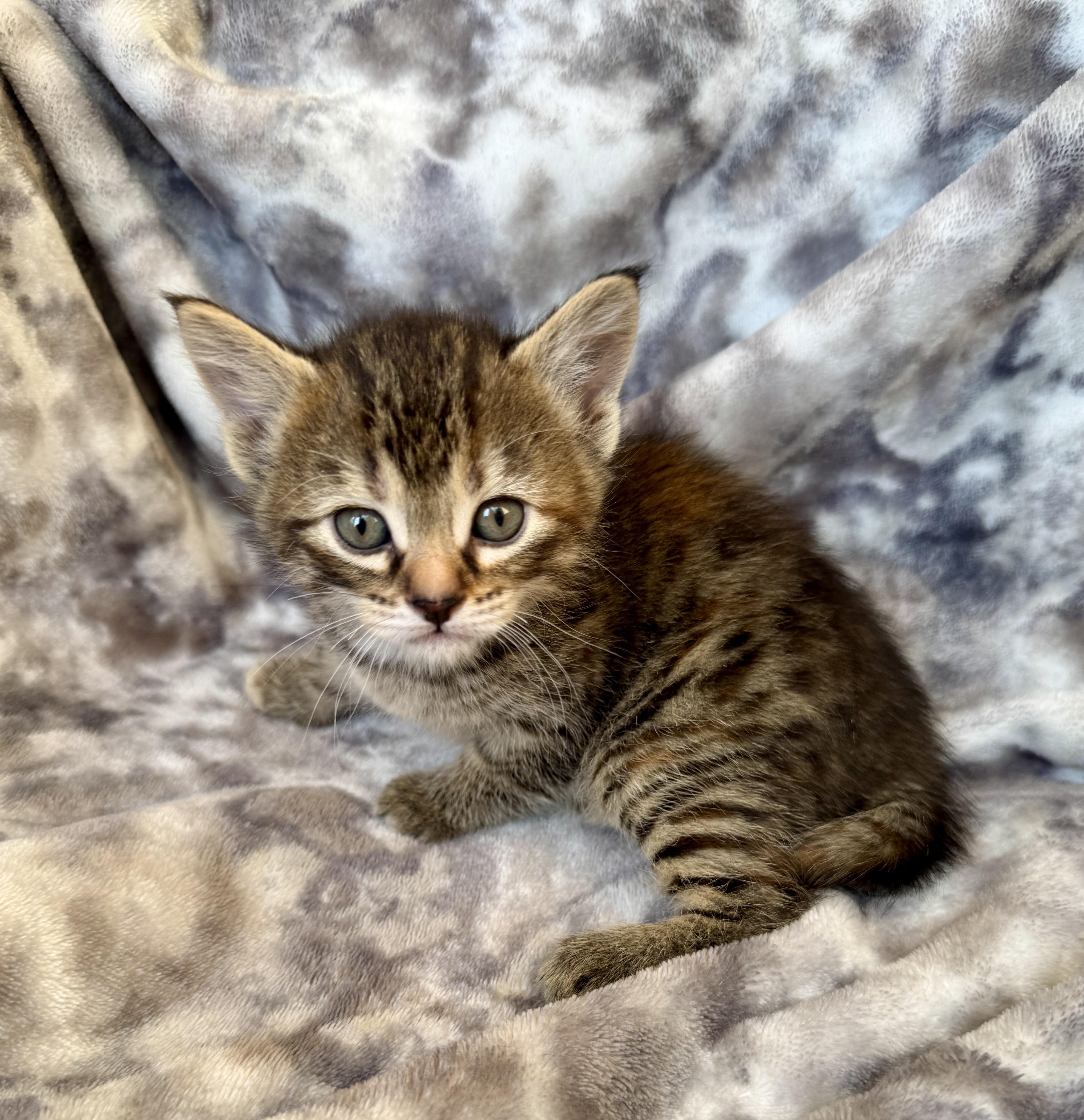 A baby medium-sized female Tabby (Brown / Chocolate) Domestic Short Hair cat named Slade for adoption in Port Washington, WI