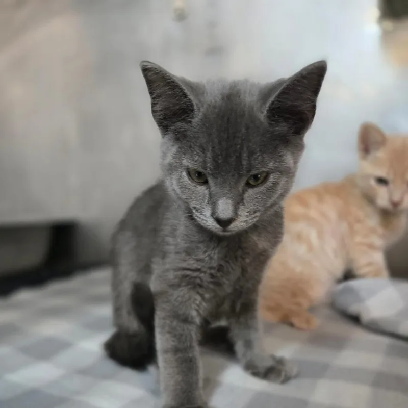 Catrick Swayze