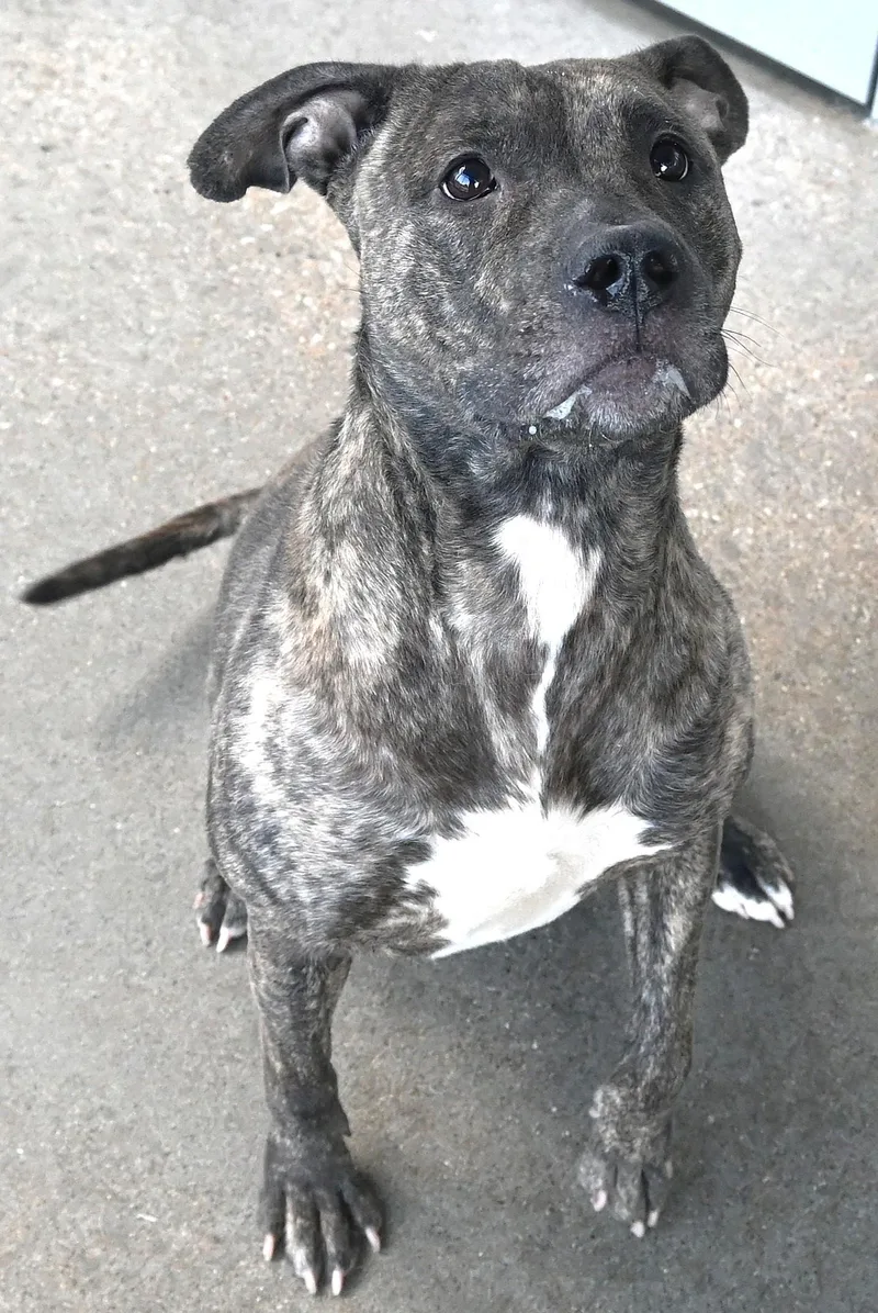 An adult medium-sized female Brindle Pit Bull Terrier dog named "Princess" for adoption in Broken Arrow, OK