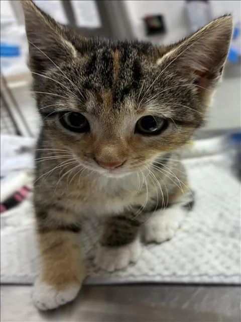 A baby small-sized female Domestic Short Hair cat named Francesca for adoption in Los Angeles, CA