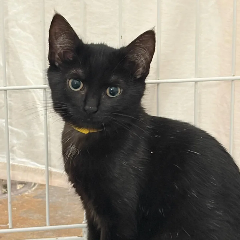 A baby small-sized female Domestic Short Hair cat named Zola for adoption in Cumming, GA