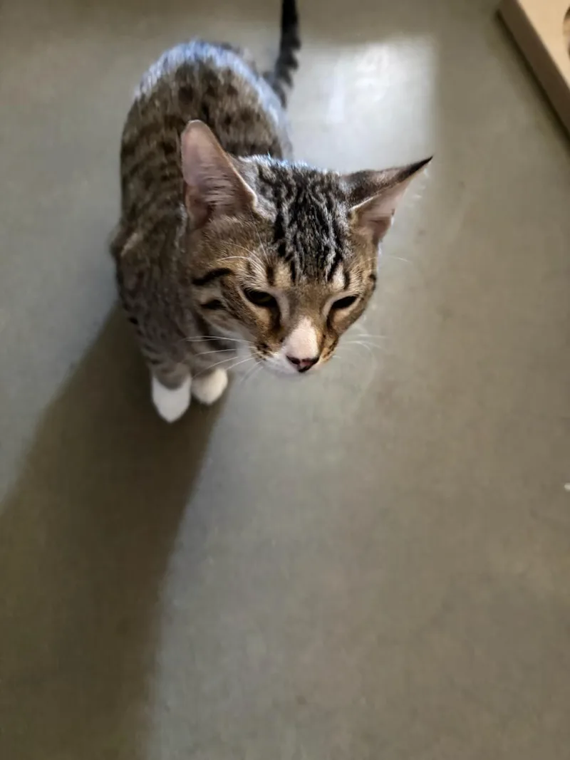 A young medium-sized female Domestic Short Hair cat named Sprite for adoption in Rochester, WA