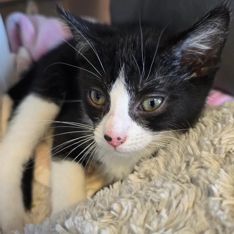 A baby small-sized male Black Domestic Short Hair cat named Cola for adoption in Madisonville, TN