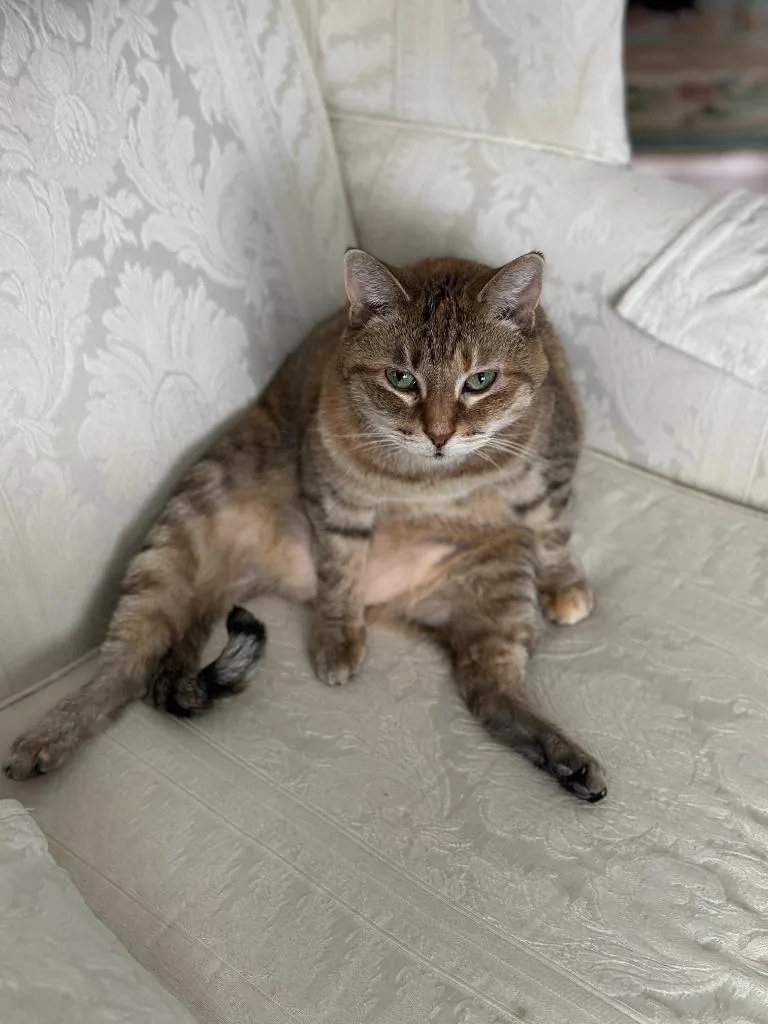 An adult medium-sized female Domestic Short Hair cat named Little One for adoption in Minneapolis, MN