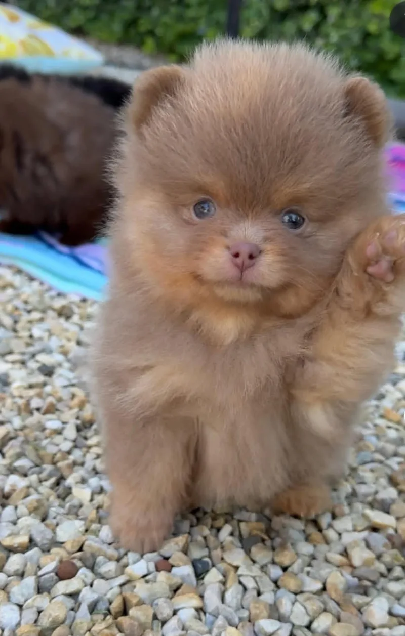 A young small-sized male Pomeranian dog named Jumbo for adoption in Houston, TX