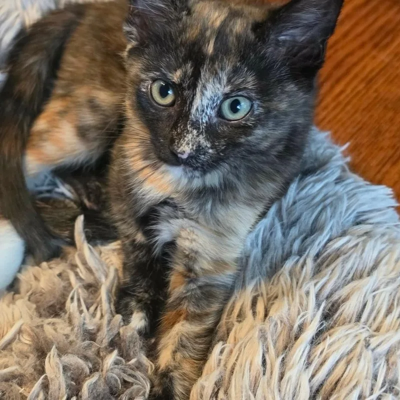 A baby medium-sized female Tortoiseshell Domestic Short Hair cat named Chipotle for adoption in Warr Acres, OK