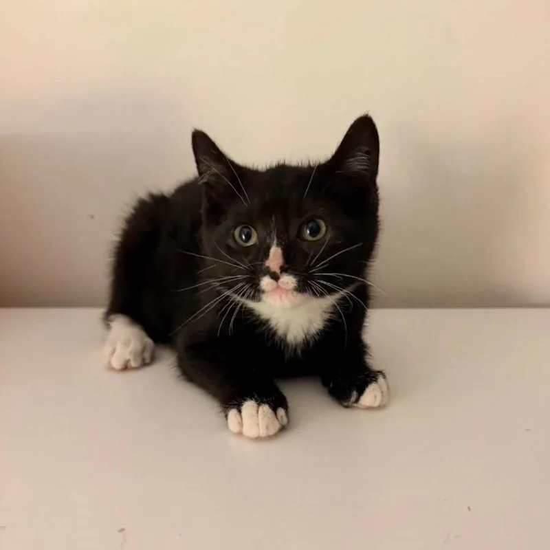A baby small-sized male Black Domestic Short Hair cat named McFlurry for adoption in Forest Park, IL