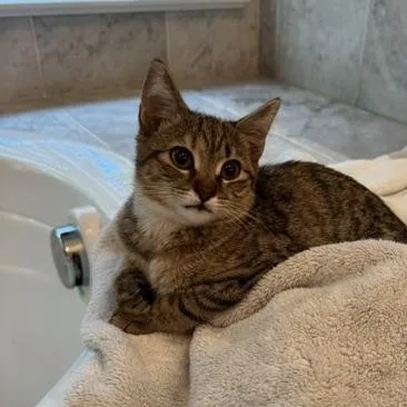 A baby medium-sized female Tabby (Buff / Tan / Fawn) Domestic Short Hair cat named Yelda for adoption in Richmond, VA