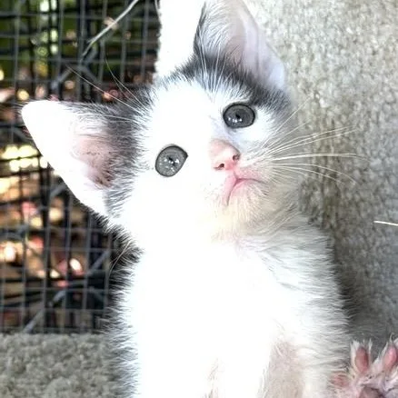 A baby medium-sized male White Domestic Short Hair cat named Squid for adoption in Santa Rosa, CA