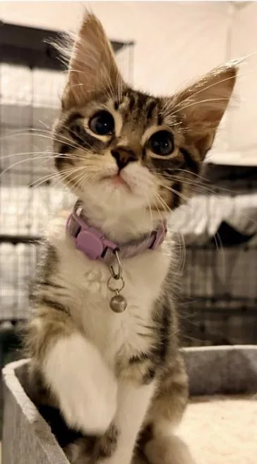 A baby small-sized female Domestic Short Hair cat named Rolo for adoption in Broomfield, CO