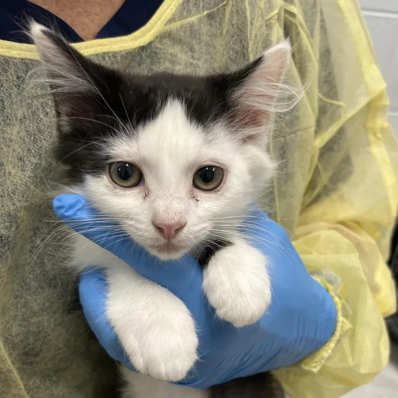 A baby small-sized female Domestic Short Hair cat named Ozz for adoption in Marshall, VA