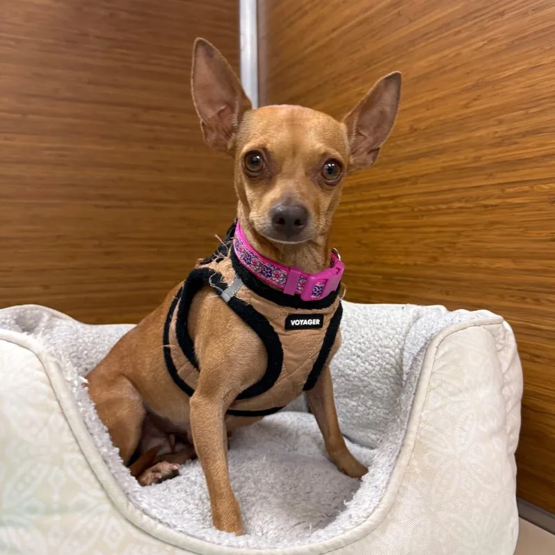 An adult small-sized female Brown / Chocolate Chihuahua dog named Roe for adoption in Cedar Park, TX