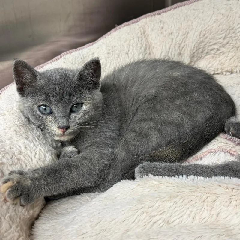 A baby small-sized female Gray / Blue / Silver Domestic Short Hair cat named Bibbity for adoption in Detroit Lakes, MN