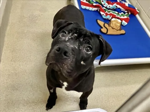 A young medium-sized male Pit Bull Terrier dog named Boogie for adoption in Chapel Hill, NC