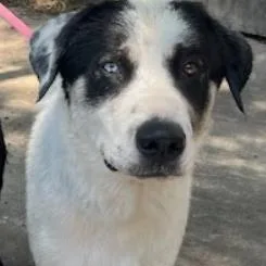 An adult medium-sized male White / Cream Mixed Breed dog named Polo for adoption in Austin, TX