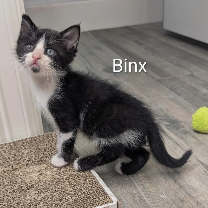 Binx thumbnail 2