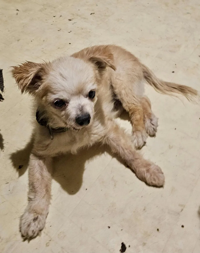 A senior small-sized male Chihuahua dog named Squiggy for adoption in Glendale, AZ