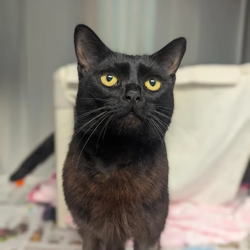 An adult large-sized male Black Domestic Short Hair cat named Galaxy for adoption in Hendersonville, NC