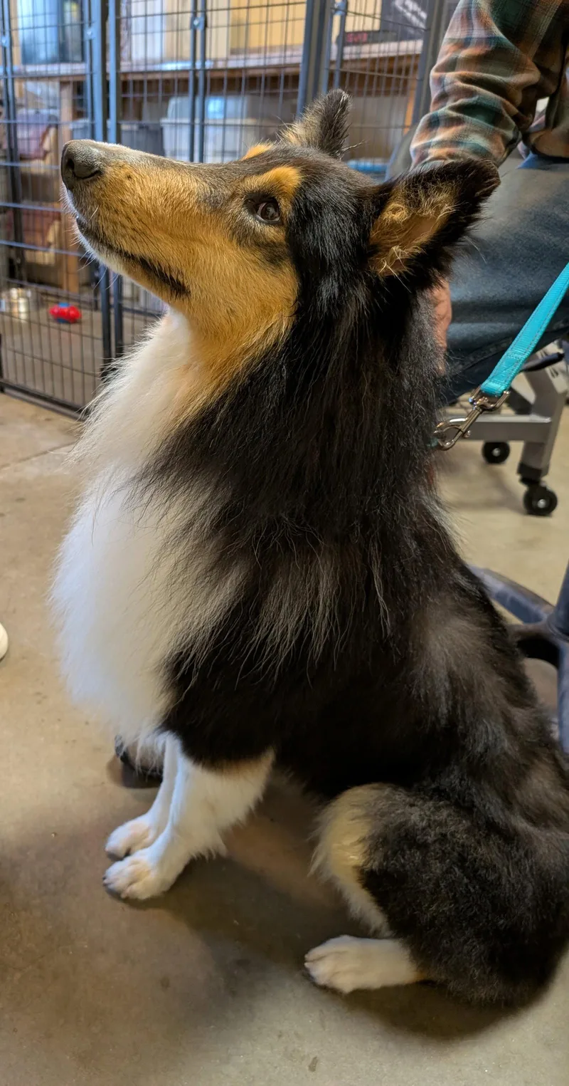 A young medium-sized male Collie dog named Ponder for adoption in Pueblo West, CO