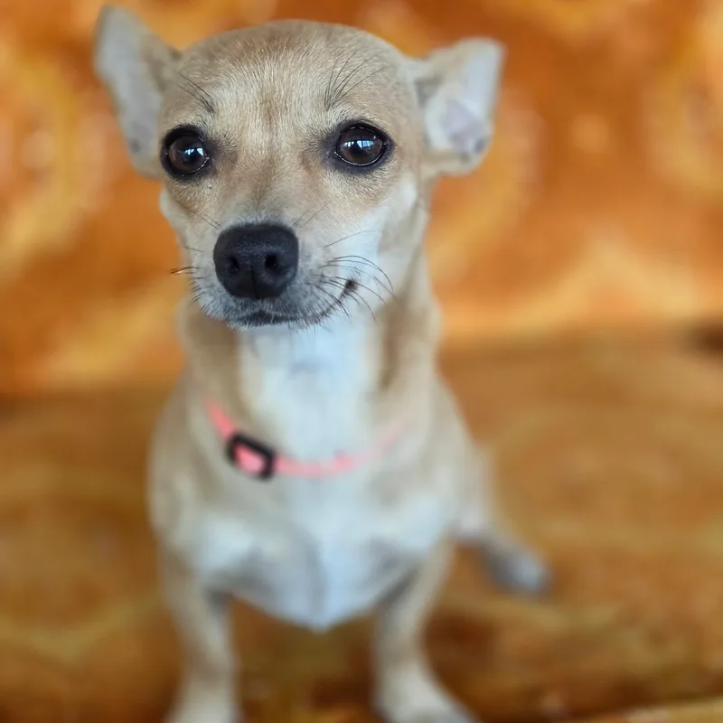 An adult small-sized female Chihuahua dog named Autumn for adoption in Gainesville, TX