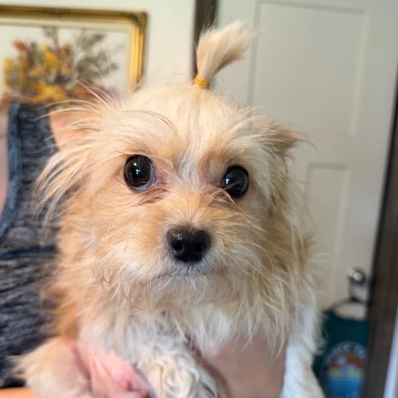 A young small-sized female Apricot / Beige Yorkshire Terrier dog named Lulu C for adoption in Oklahoma City, OK