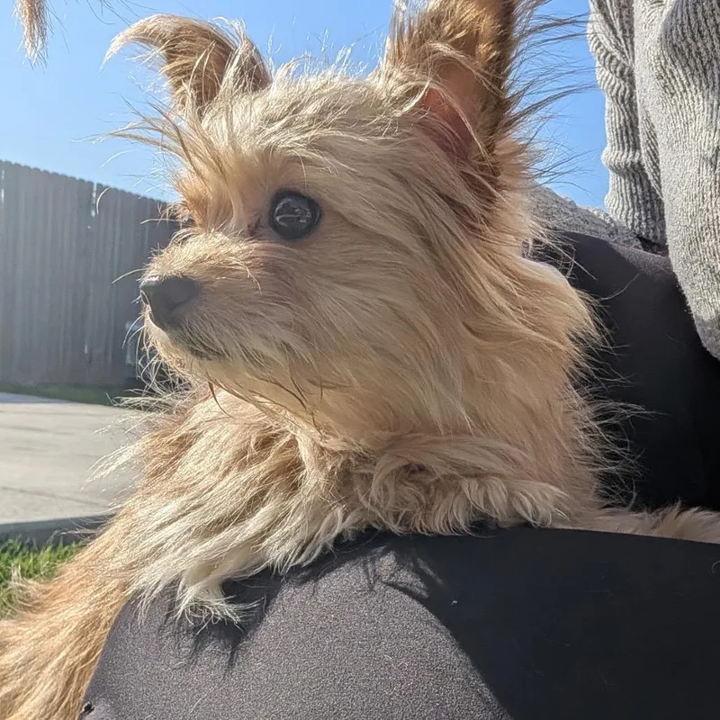 Lulu C thumbnail 6