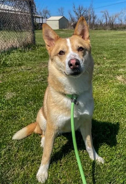 A young medium-sized female Mixed Breed dog named Lilac for adoption in Rogers, AR