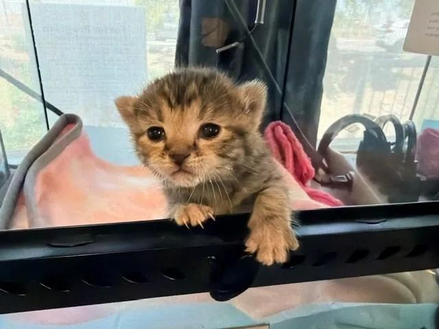 A baby small-sized female Domestic Short Hair cat named Pumpkin for adoption in Tustin, CA