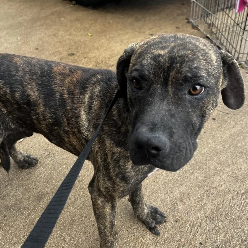An adult medium-sized male Brindle Mixed Breed dog named Da Vinci for adoption in Lake Jackson, TX