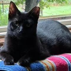 A young medium-sized female Black Domestic Short Hair cat named Fran for adoption in Green Bay, WI