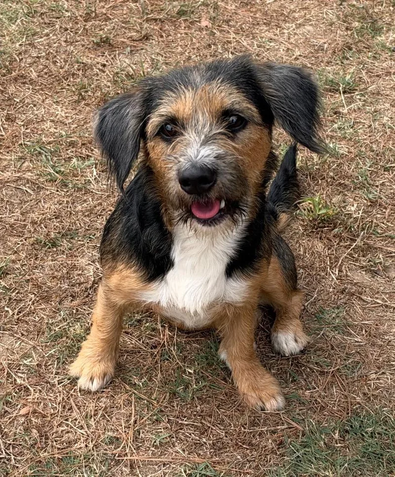 A young medium-sized female Terrier dog named Rhianna for adoption in Little Rock, AR