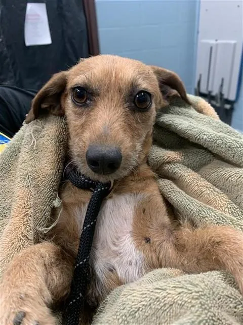 An adult medium-sized female Chihuahua dog named Scruffles for adoption in Corpus Christi, TX